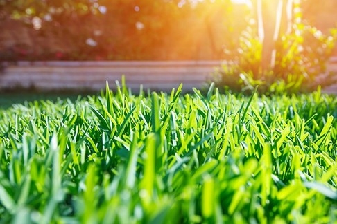 caring for your lawn