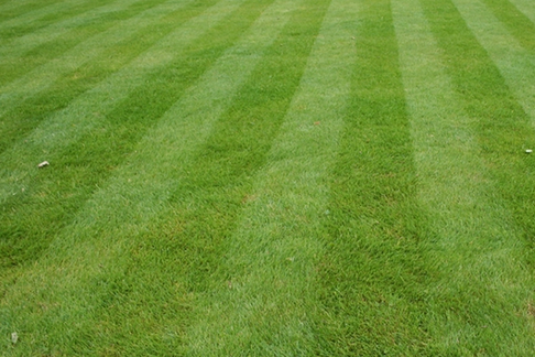 stripe your lawn