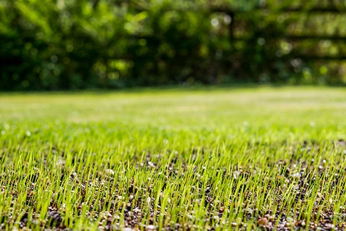 lawn care tips in spring